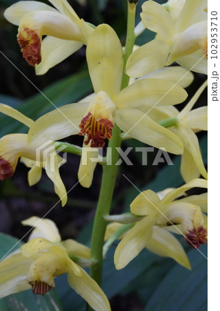 ガンゼキランの黄色い花　Phaius flavus 102953710