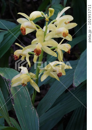 ガンゼキランの黄色い花　Phaius flavus 102953711
