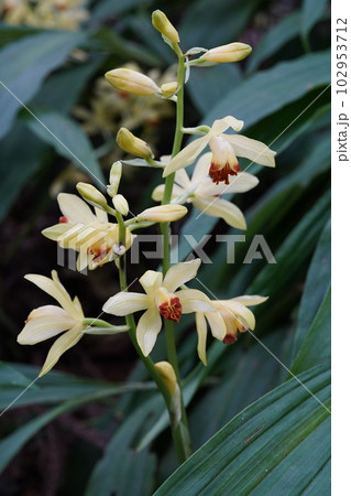 ガンゼキランの黄色い花　Phaius flavus 102953712