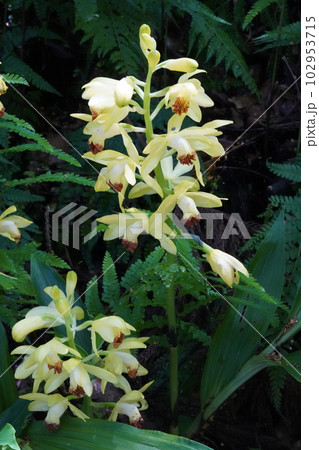 ガンゼキランの黄色い花　Phaius flavus 102953715