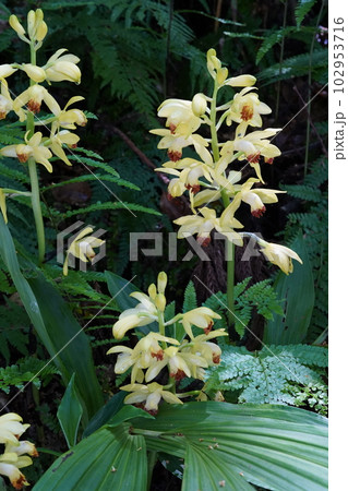 ガンゼキランの黄色い花　Phaius flavus 102953716