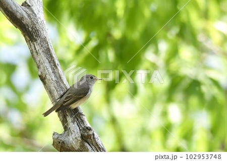 コサメビタキ 102953748