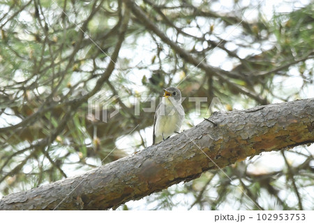 コサメビタキ 102953753