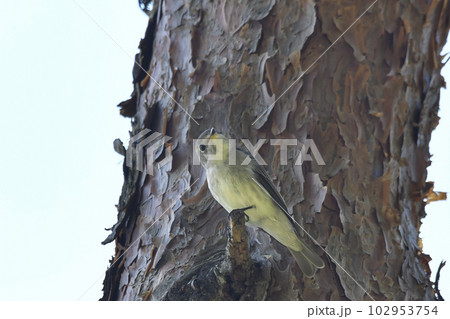 コサメビタキ 102953754