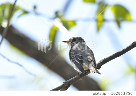 コサメビタキ 102953756