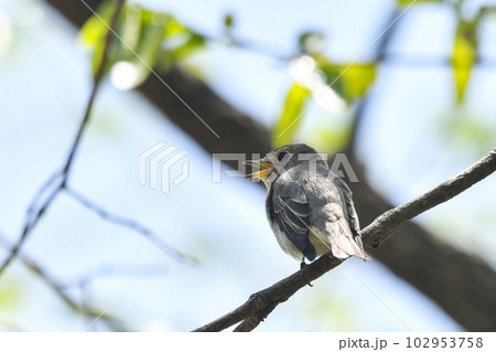 コサメビタキ 102953758