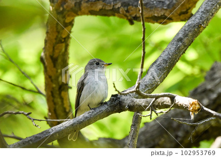 コサメビタキ 102953769