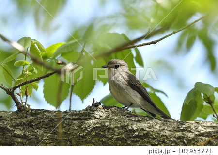 コサメビタキ 102953771