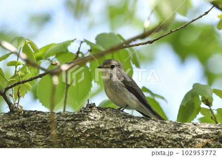 コサメビタキ 102953772