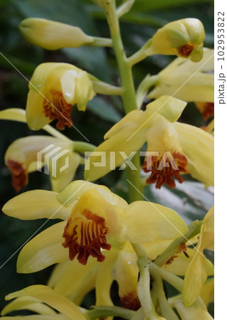 ガンゼキランの黄色い花　Phaius flavus 102953822