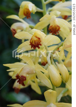 ガンゼキランの黄色い花 Phaius flavus ガンゼキランの黄色い花 Phaius flavus 102953823