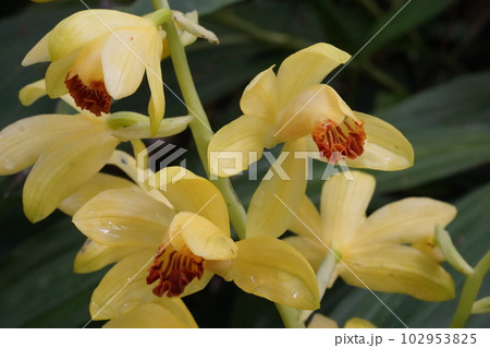 ガンゼキランの黄色い花　Phaius flavus 102953825