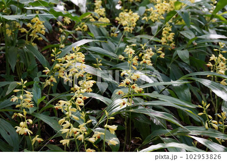ガンゼキランの黄色い花　Phaius flavus 102953826