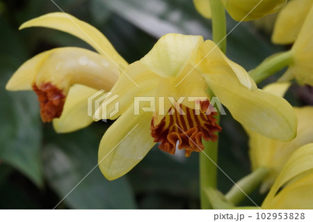 ガンゼキランの黄色い花　Phaius flavus 102953828