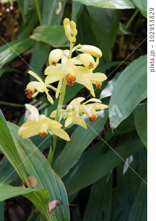 ガンゼキランの黄色い花 Phaius flavusの写真素材 [102953829] - PIXTA