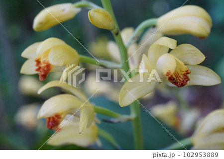 ガンゼキランの黄色い花　Phaius flavus 102953889