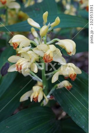 ガンゼキランの黄色い花 Phaius flavus ガンゼキランの黄色い花 Phaius flavus 102953891