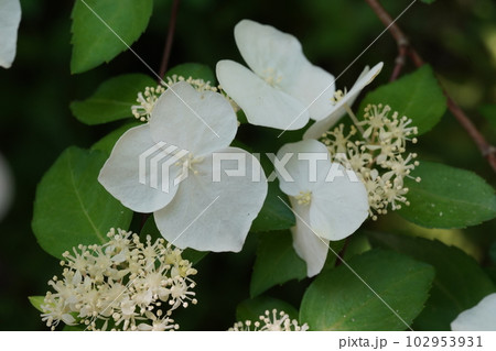 コガクウツギ（小額空木）の白い花 102953931