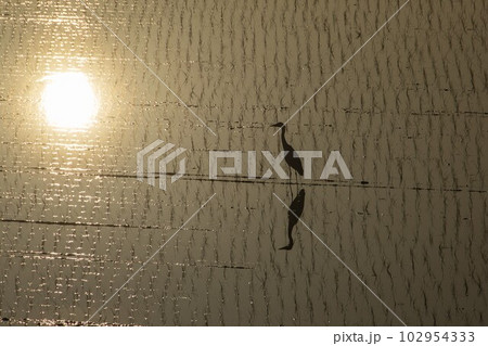 太陽が水面に反射する田んぼに立つ一羽のサギのシルエット 太陽が水面に反射する田んぼに立つ一羽のサギのシルエット 102954333