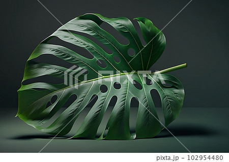 Close-up realistic green Tropical Monstera isolated on clean background. Generative AI Close-up realistic green Tropical Monstera isolated on clean background. Generative AI 102954480