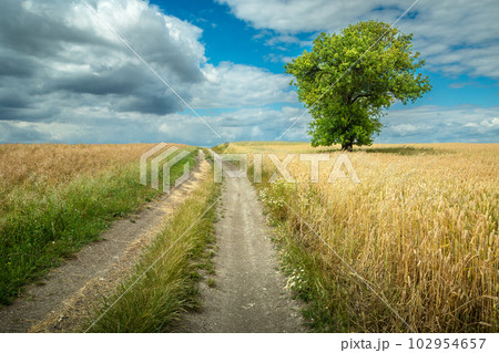 A green tree growing in golden cereal by a dirt road A green tree growing in golden cereal by a dirt road 102954657