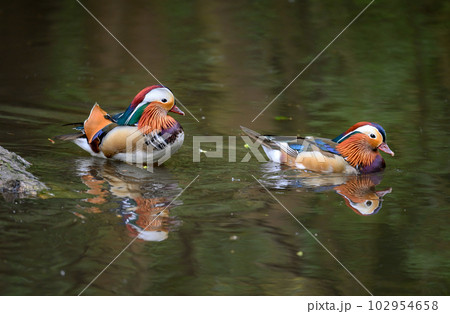 Two male mandarin ducks swimming on a lake in Kent, UK. Two ducks with reflections. Mandarin duck (Aix galericulata) in Kelsey Park, Beckenham, Greater London. The mandarin is a species of wood duck. Two male mandarin ducks swimming on a lake in Kent, UK. Two ducks with reflections. Mandarin duck (Aix galericulata) in Kelsey Park, Beckenham, Greater London. The mandarin is a species of wood duck. 102954658