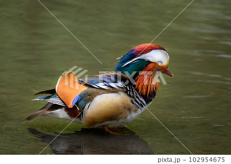 Male mandarin duck standing in a lake in Kent, UK. Duck with eyes closed facing right. Mandarin duck (Aix galericulata) in Kelsey Park, Beckenham, London. The mandarin is a species of wood duck. Male mandarin duck standing in a lake in Kent, UK. Duck with eyes closed facing right. Mandarin duck (Aix galericulata) in Kelsey Park, Beckenham, London. The mandarin is a species of wood duck. 102954675