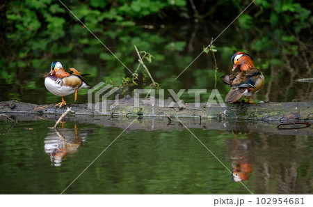 Two male mandarin ducks standing on a log in Kent, UK. Ducks with reflections in a lake. Mandarin duck (Aix galericulata) in Kelsey Park, Beckenham, London. The mandarin is a species of wood duck. Two male mandarin ducks standing on a log in Kent, UK. Ducks with reflections in a lake. Mandarin duck (Aix galericulata) in Kelsey Park, Beckenham, London. The mandarin is a species of wood duck. 102954681