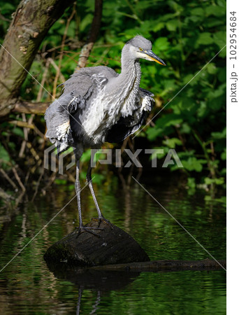 Grey heron standing on a log in a river in Kent, UK. The heron is ruffling its feathers. Grey heron (Ardea cinerea) in Kelsey Park, Beckenham, Greater London. The park is famous for its herons. Grey heron standing on a log in a river in Kent, UK. The heron is ruffling its feathers. Grey heron (Ardea cinerea) in Kelsey Park, Beckenham, Greater London. The park is famous for its herons. 102954684