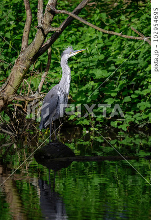 Grey heron standing on a log in a river in Kent, UK. The heron has its head raised. Grey heron (Ardea cinerea) in Kelsey Park, Beckenham, Greater London. The park is famous for its herons. 102954695