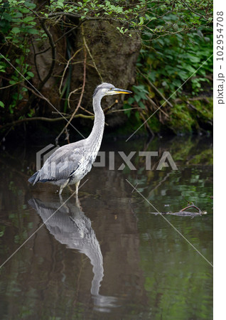 Grey heron standing in a river in Kent, UK. The heron is wading in the water facing right. Grey heron (Ardea cinerea) in Kelsey Park, Beckenham, Greater London. The park is famous for its herons. Grey heron standing in a river in Kent, UK. The heron is wading in the water facing right. Grey heron (Ardea cinerea) in Kelsey Park, Beckenham, Greater London. The park is famous for its herons. 102954708