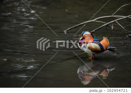 Male mandarin duck standing in a lake in Kent, UK. Duck close up on right looking left. Mandarin duck (Aix galericulata) in Kelsey Park, Beckenham, London. The mandarin is a species of wood duck. Male mandarin duck standing in a lake in Kent, UK. Duck close up on right looking left. Mandarin duck (Aix galericulata) in Kelsey Park, Beckenham, London. The mandarin is a species of wood duck. 102954721