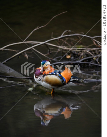 Male mandarin duck standing in a lake in Kent, UK. Duck with reflection looking half left. Mandarin duck (Aix galericulata) in Kelsey Park, Beckenham, London. The mandarin is a species of wood duck. Male mandarin duck standing in a lake in Kent, UK. Duck with reflection looking half left. Mandarin duck (Aix galericulata) in Kelsey Park, Beckenham, London. The mandarin is a species of wood duck. 102954723
