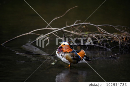 Male mandarin duck standing in a lake in Kent, UK. Duck centered in frame looking left. Mandarin duck (Aix galericulata) in Kelsey Park, Beckenham, London. The mandarin is a species of wood duck. Male mandarin duck standing in a lake in Kent, UK. Duck centered in frame looking left. Mandarin duck (Aix galericulata) in Kelsey Park, Beckenham, London. The mandarin is a species of wood duck. 102954728