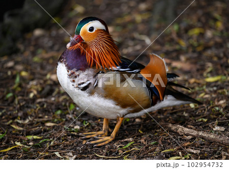 Male mandarin duck standing on land in Kent, UK. Close up view of a duck. Mandarin duck (Aix galericulata) in Kelsey Park, Beckenham, Greater London. The mandarin is a species of wood duck. Male mandarin duck standing on land in Kent, UK. Close up view of a duck. Mandarin duck (Aix galericulata) in Kelsey Park, Beckenham, Greater London. The mandarin is a species of wood duck. 102954732