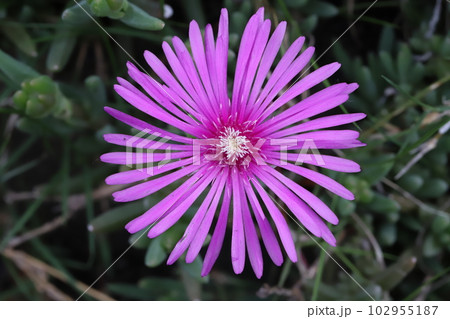 春の庭に咲くピンク色のマツバギクの花 102955187