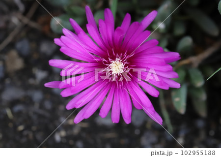 春の庭に咲くピンク色のマツバギクの花 春の庭に咲くピンク色のマツバギクの花 102955188