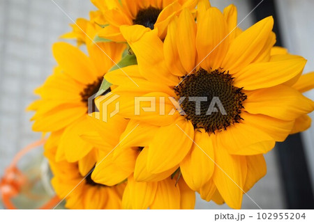 ヒマワリ　向日葵　Sunflower 102955204