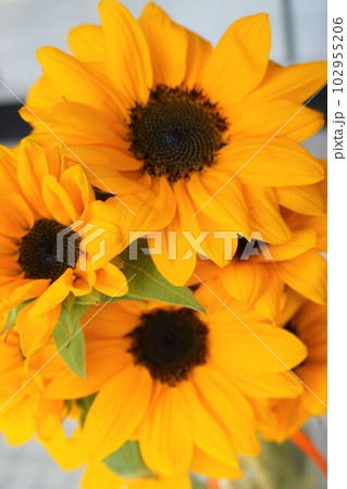 ヒマワリ 向日葵 Sunflower ヒマワリ 向日葵 Sunflower 102955206