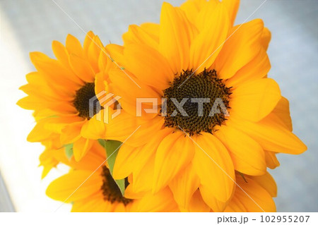 ヒマワリ 向日葵 Sunflower ヒマワリ 向日葵 Sunflower 102955207