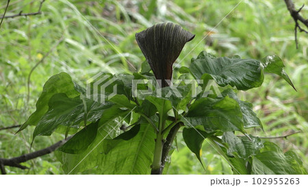 マムシグサ 102955263