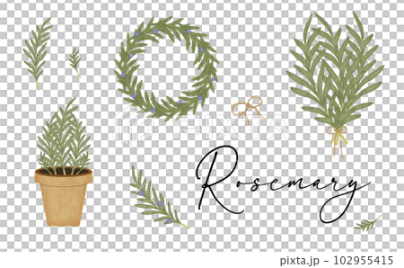 Rosemary Rosemary 102955415