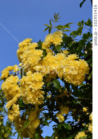 モッコウバラ(木香薔薇)木香茨 モッコウバラ(木香薔薇)木香茨 102955416