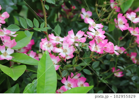 春の庭に咲くピンク色の野ばらの花 102955829