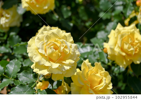 黄色いバラ 黄色いバラ 102955844