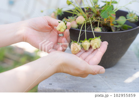 イチゴを育てている様子の手元写真 イチゴを育てている様子の手元写真 102955859