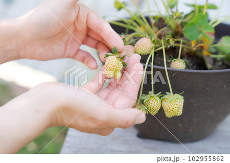 イチゴを育てている様子の手元写真 イチゴを育てている様子の手元写真 102955862