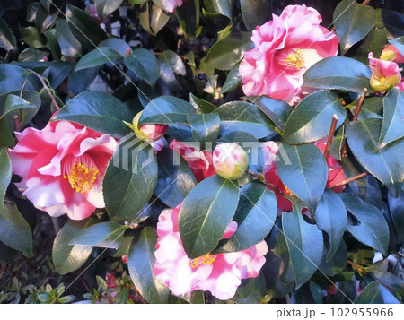 椿の花 椿の花 102955966