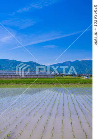 春の信州 田植え後の風景 春の信州 田植え後の風景 102956020