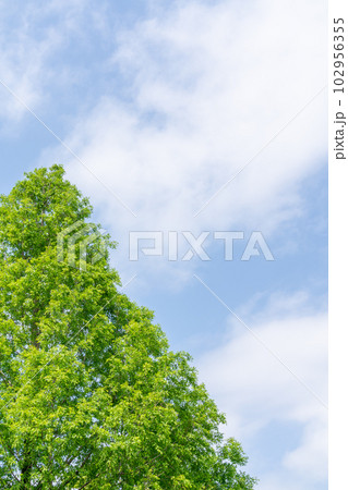 自然イメージ 102956355